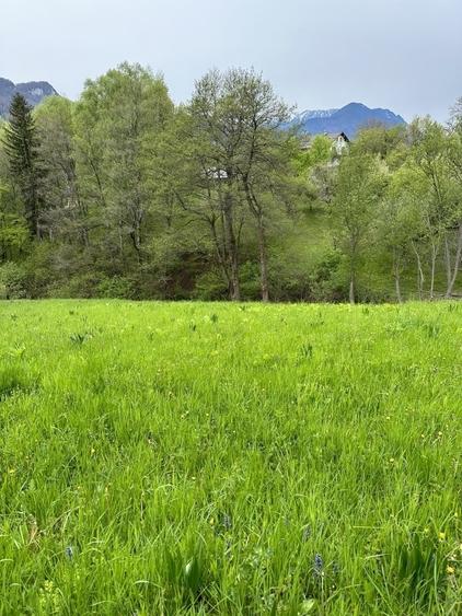 Teren  Bran/Predelut - 3