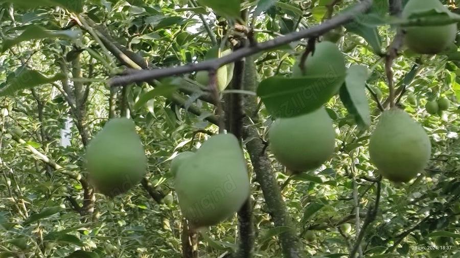 Livada 600pomi de 12 ani,cu casa 2camere,baie ,bucatarie,10000mp - 9