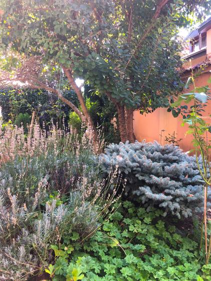 Vila noua, teren de aproape 800 mp, zona de case - 7