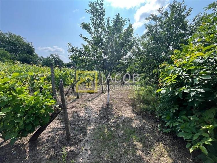 Casa cu 1690 mp teren, vie pe rod, comuna Sarata, jud. Bacau - 7