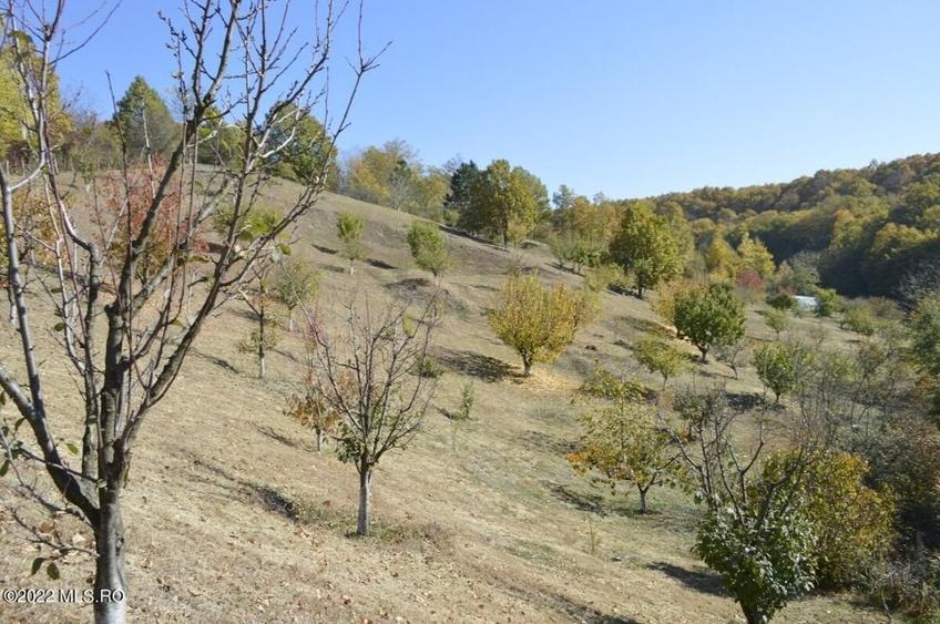 Topoloveni - Conacul Ion Mihalache, Domeniu pe 5 Hectare! - 45