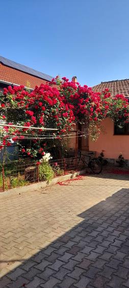 Casa de inchiriere - 6