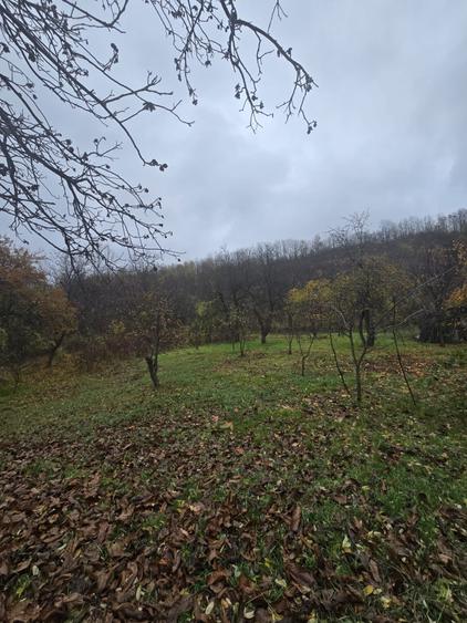 Teren intravilan Tomesti - 1