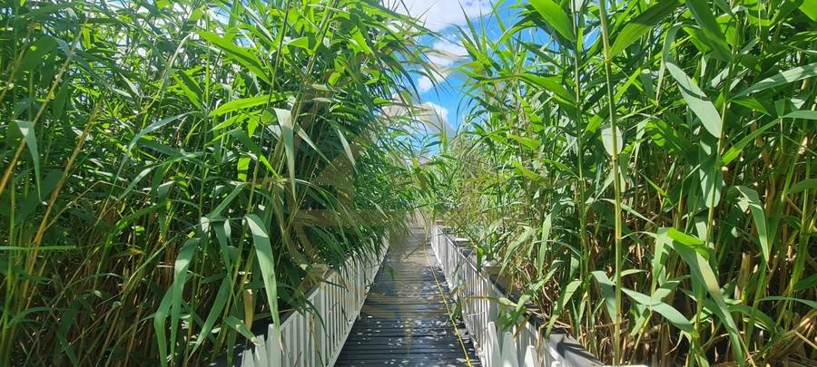 DOM00445 - Vila de poveste la lac cu ponton in Snagov - 19