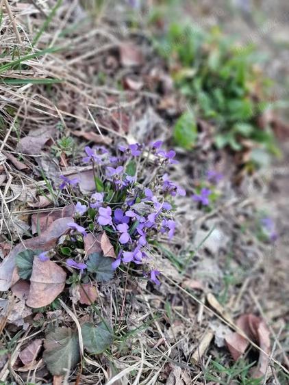 Casa de vacanta schimb - 9