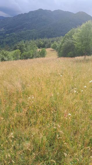 Teren de 4800 mp, în Sălciua