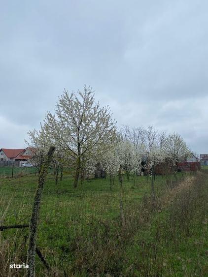 Vanzare teren intravilan Lazuri - 4