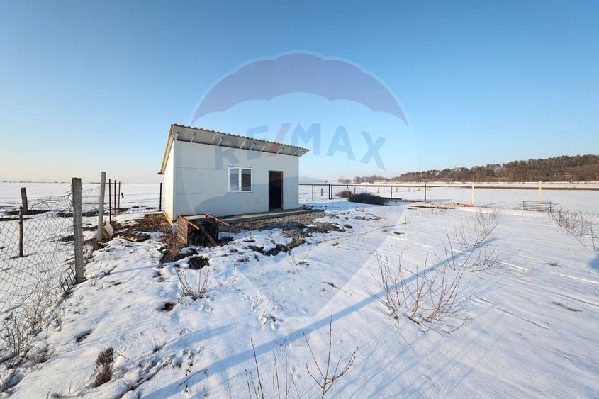 Teren cu plantatie de aronia - 4