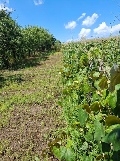 Casă, teren, garaj și anexe - 7
