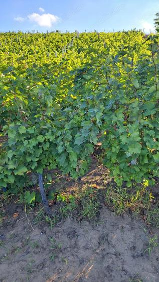 Galati Beresti - De vanzare 1 hectar plantatie de vita de vie si casa cu utilitati - 10