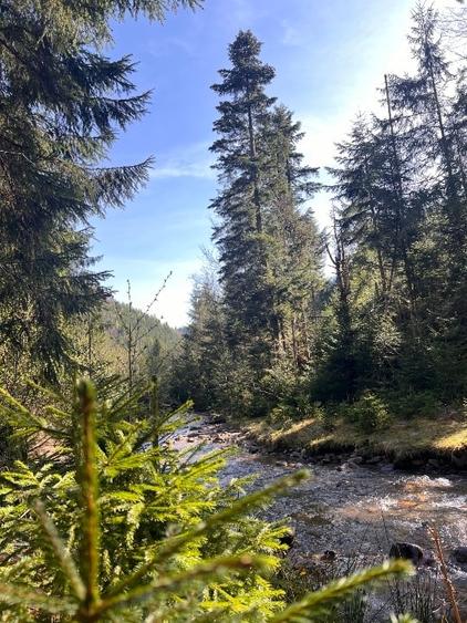 Teren de vânzare cu căsuță A-frame - 5