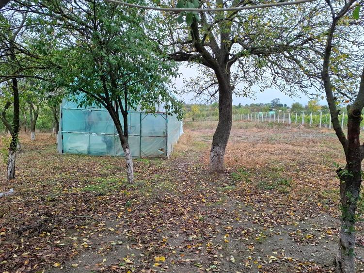 Oportunitate rară: gospodărie completă cu livadă și teren generos în Crâmpoia –  - 8