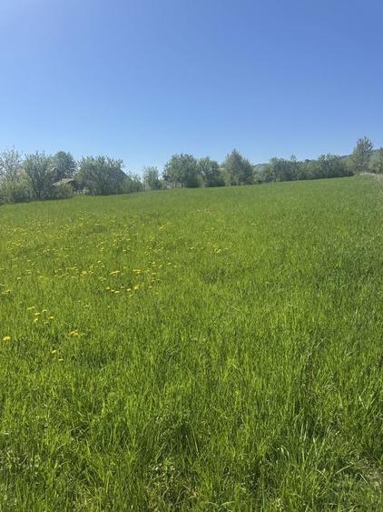 Vand pamant intravilan cacica - 3