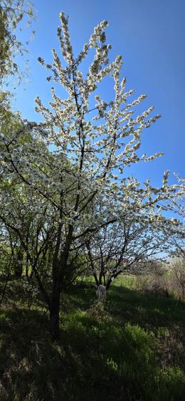 Teren intravilan Masca Arad asfalt Drumul Judetean 709 l 3000 mp - 5