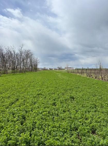 Teren Intravilan Corod jud. Galati - 61 ari - 3