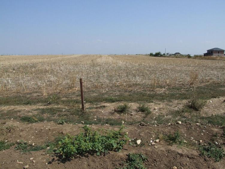 Domnesti-Ciocarliei(Afinului-Fragilor). - 6