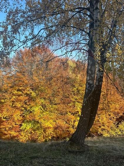 Oportunitate de investiție ! Teren de vis în Pestera - 125.370 mp - 33