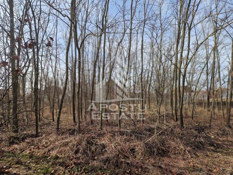 Casa individuala cu 3 camere ,teren 4222 mp in exclusivitate Dorobanti - 3