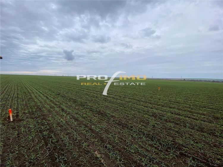 Plaja Corbu-Teren 4200mp. cu deschidere la Soseaua asfaltata - 12