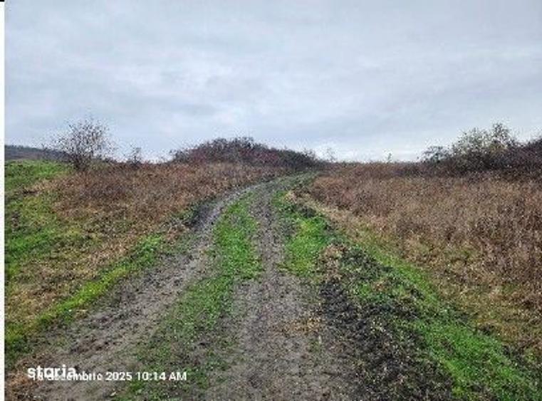 4 terenuri extravilane Muntenii de Jos, cota parte 1/2 ; ID: R2922169 - 5