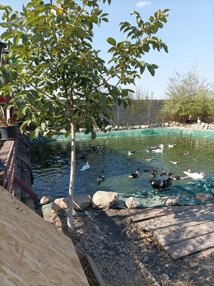 Baba Ana, Prahova - 2