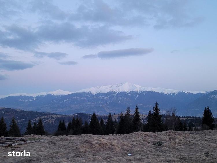 Vand teren 47.8 HA intravilan + extravilan Moisei/Viseu - 3