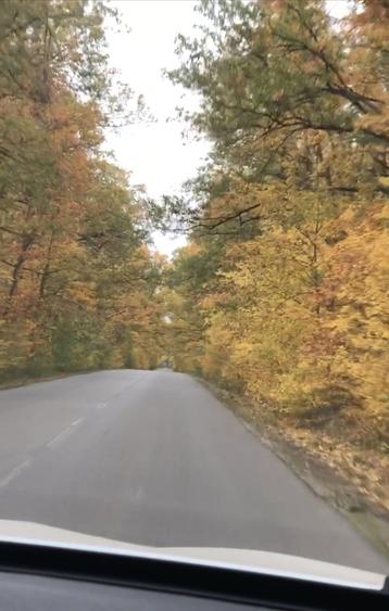 Padurea Parcul Natural Comana, Vlad Tepes, Giurgiu - 9