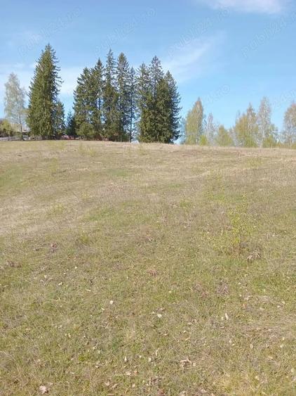 Teren de 10000 mp, în Târsa