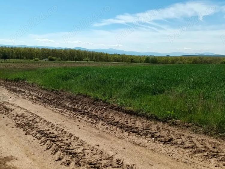 Teren de 2200 mp, în Valea Crișului