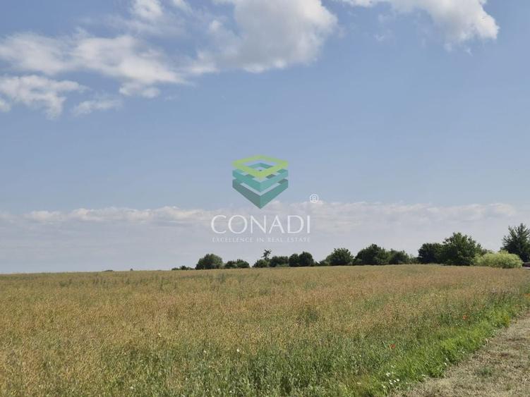 Teren - dezvoltare rezidentiala - Tunari 10.000 mp - 4