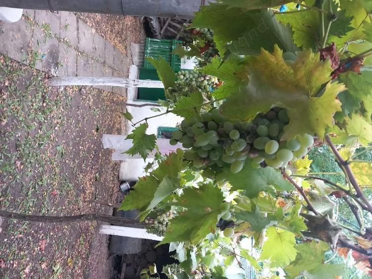 Casa batraneasca si teren de vanzare: Silistraru, Braila - 2