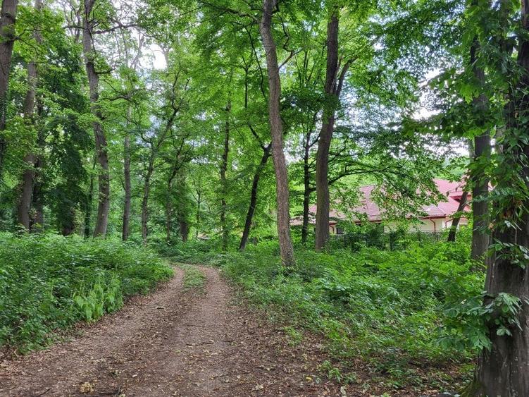 CEL MAI FRUMOS  TEREN CU PADURE SI  DESCHIDERE LA LACUL SNAGOV - 4