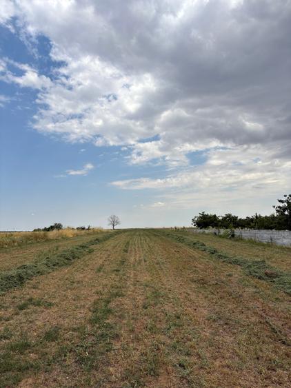 Teren Budeni - Delta Comana - Giurgiu - 8