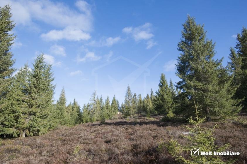Se vinde teren cat un munte in Apuseni - Poiana Horea - 5