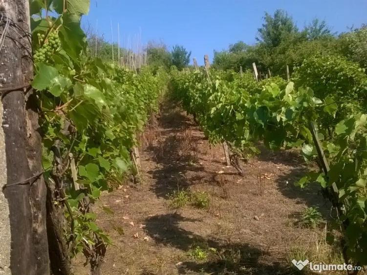 Teren cu vita de vie comuna Cristian judetul Sibiu 500mp - 8