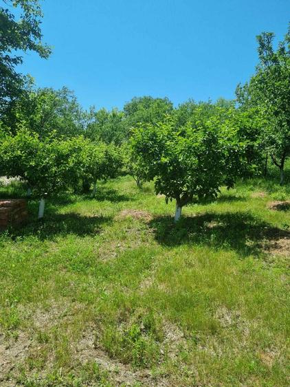 Casa P+M, direct proprietar, teren 2093 mp - 6
