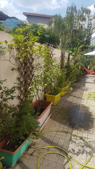 Proprietar -2Cam-Decebal- Gradina proprie 60mp - 10