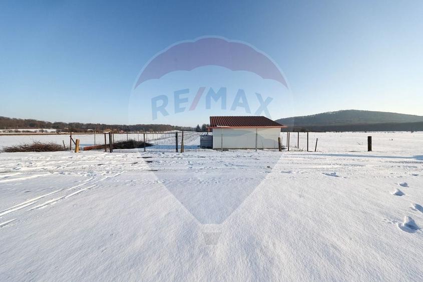 Teren cu plantatie de aronia - 8