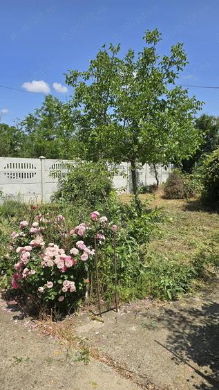 Teren si casa batraneasca - 9