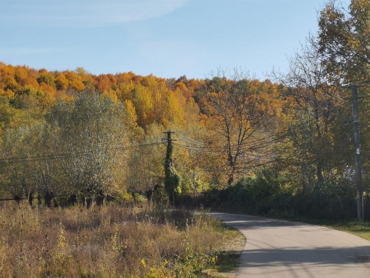 Bughea de Jos, Curte 1512/3025mp, 5 min Valeni PH - 6