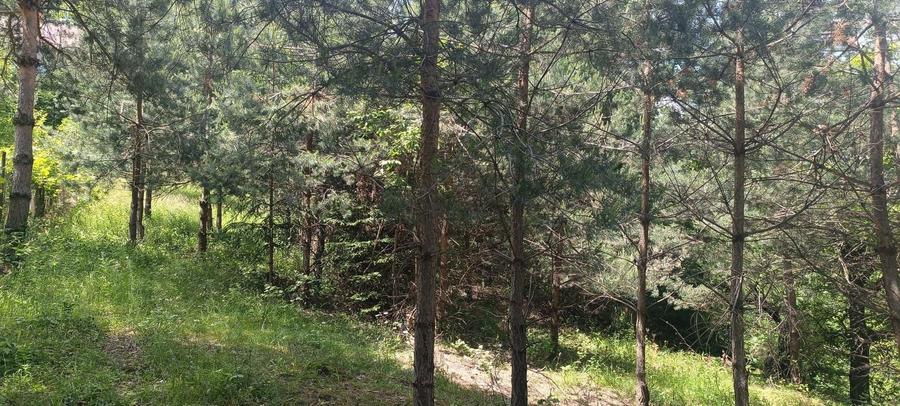 Teren Construcții intravilan de 3500 mp, în Cernatu