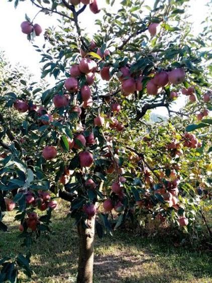 Vând casă P+M și teren în Dofteana, jud. Bacău - 9