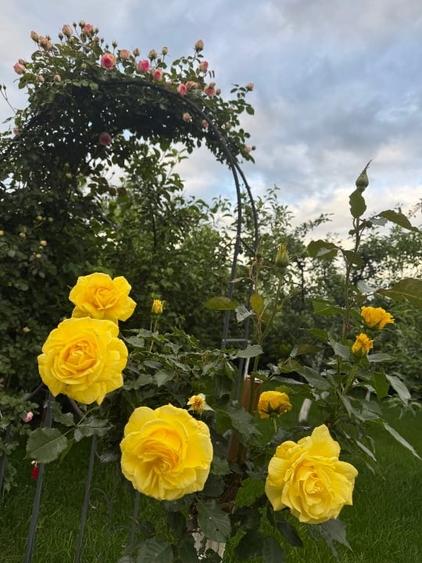 Vila premium de vânzare - 8