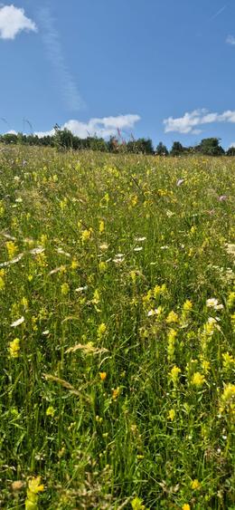 Teren Tohan parcelat in zona pitoreasca - 6