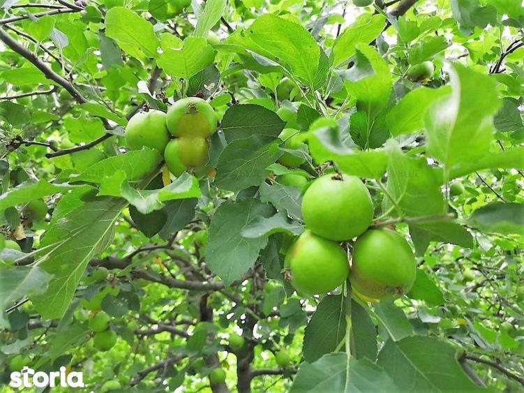 Casa in Mogosoaia | Panouri fotovoltaice | Gradina superba - 6