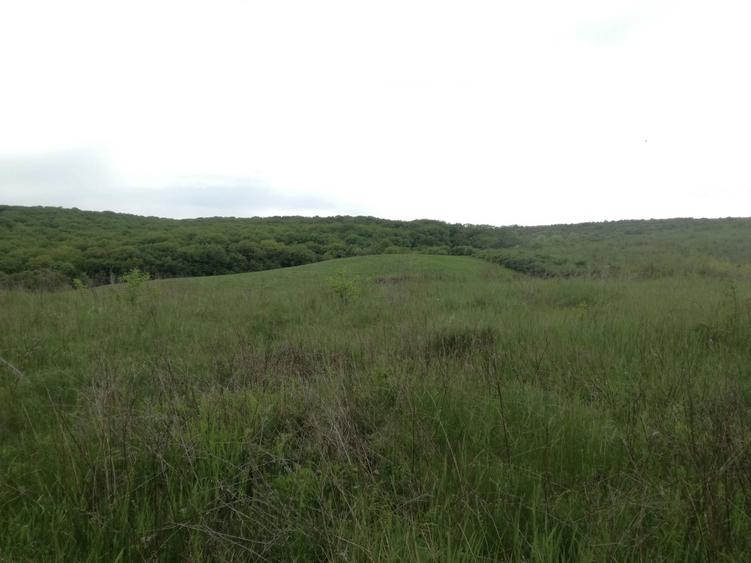 Loturi de casa in Uricani langa padure (Miroslava) - 5