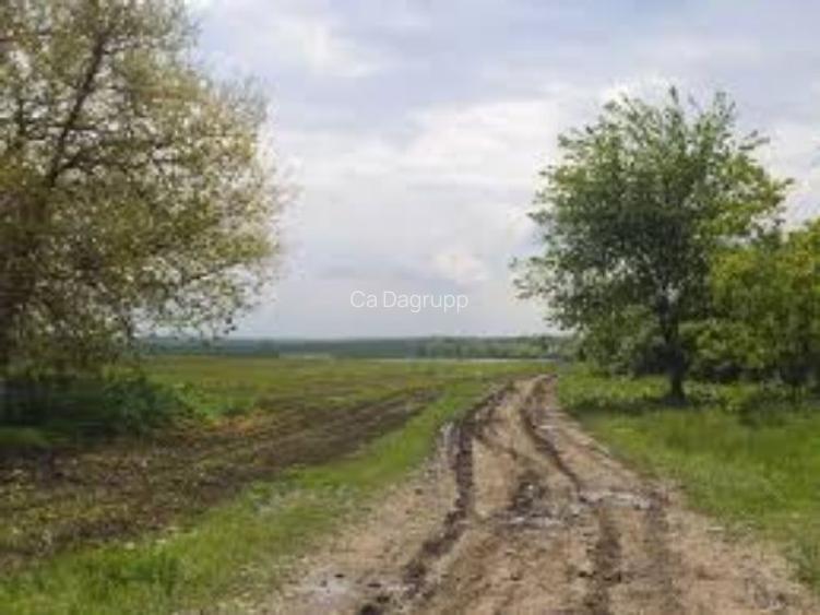 1,2 hectare teren agricol la Maglavit judetul Dolj 1,2 hectare teren agricol la Maglavit judetul Dolj