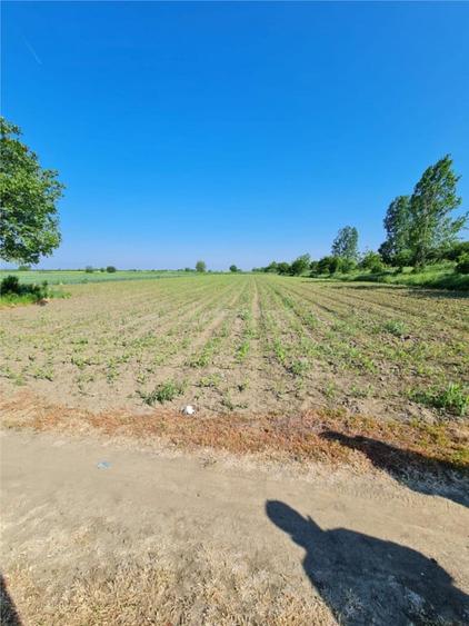 Teren 3000 mp - Comuna 1 Decembrie - Ilfov - 3