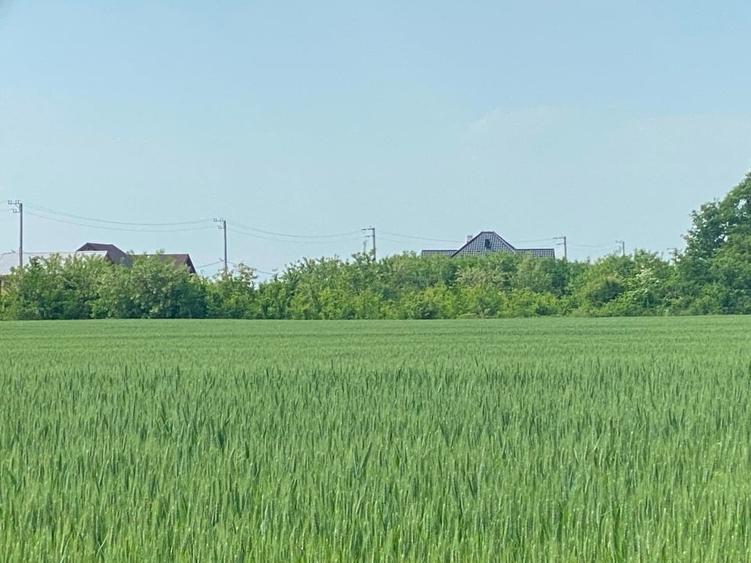 TereCiofliceni 5690 mp.Deschidere de 50m. - 9