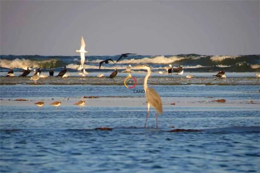 teren 1950mp cu casa batraneasca 45 mp - 3